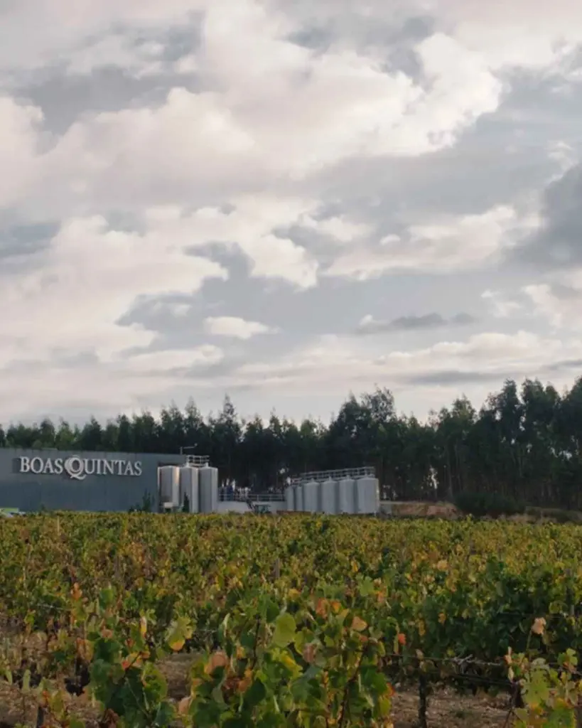 boas-quintas-portugal-vineyard.webp