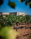 macia-batle-winery-wine-tasting-mallorca.webp