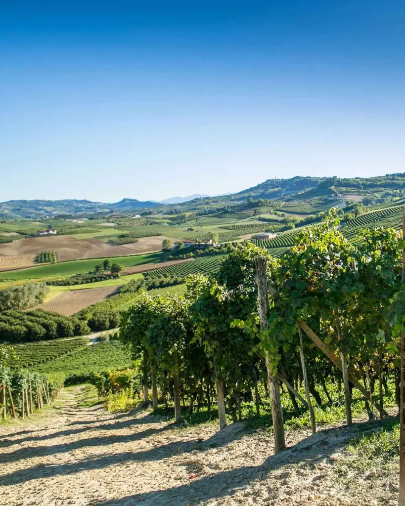 belcolle-vineyards-piedmont-italy.webp