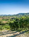 belcolle-vineyards-piedmont-italy.webp