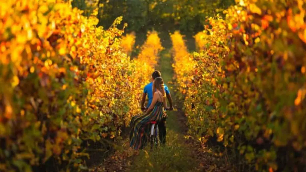 sommelier-guided-wine-tour-in-chianti-vineyard.webp