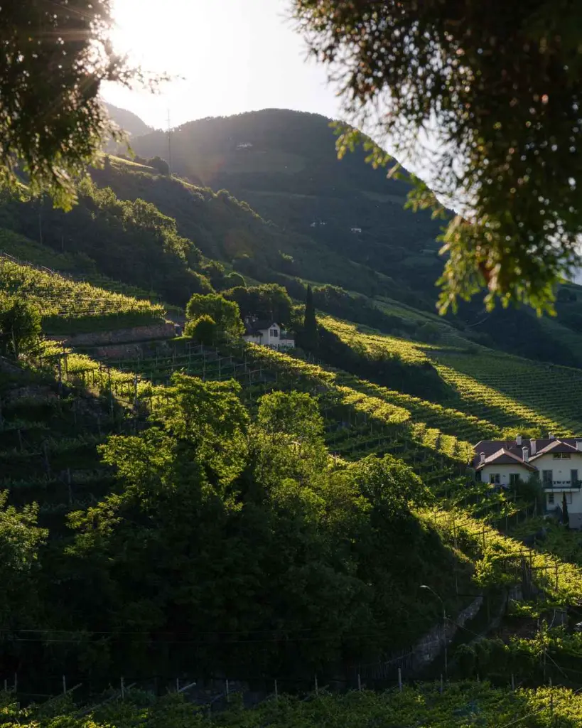 south-tyrol-visit-cantina-winery-bozen-landscape.webp