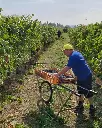 vineyard-valpolicella.webp