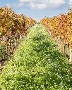 vineyards-cantina-gaffino-rome-italy.webp
