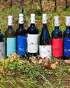 cantina-gafino-wines-italy.webp