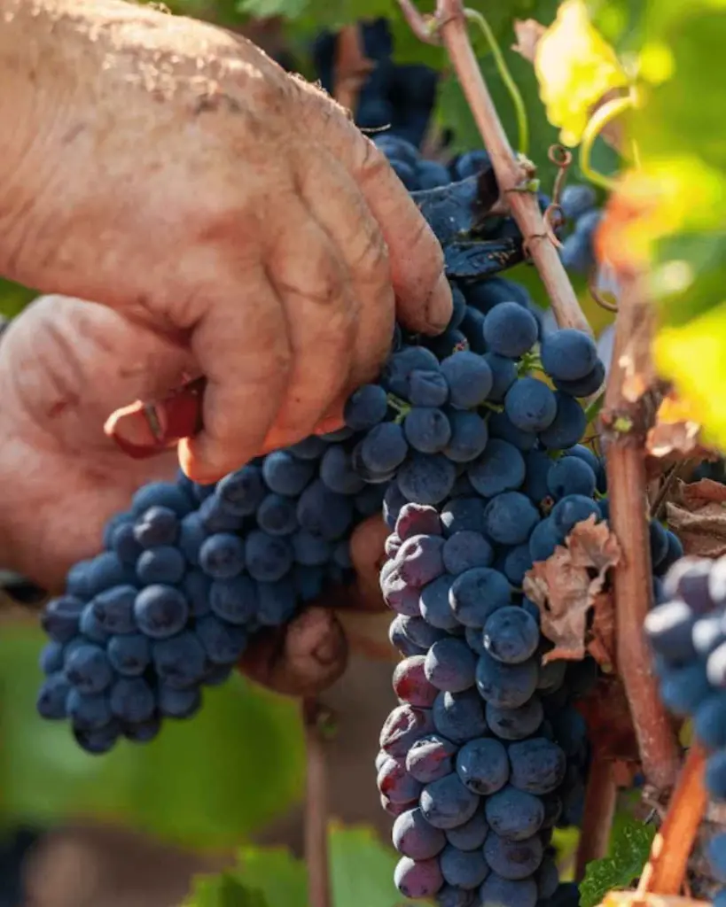 grapes-garvest-canfina-graffino-rome.webp