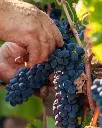 grapes-garvest-canfina-graffino-rome.webp