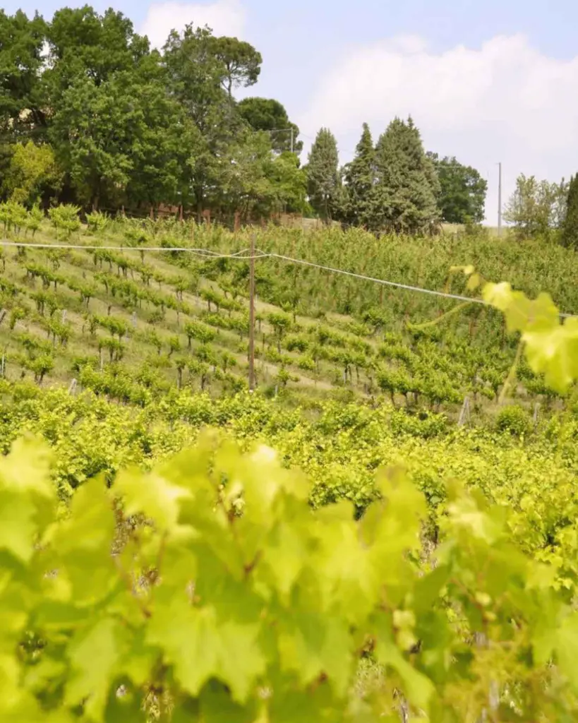 vineyard-tour-terre-rosse-bologna.webp