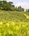 vineyard-tour-terre-rosse-bologna.webp