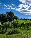vineyard-tour-bologna-italy.webp