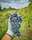 grapes-piedmont-italy.webp