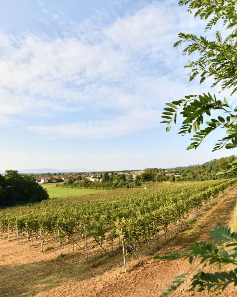 organic-vineyards-torino.webp