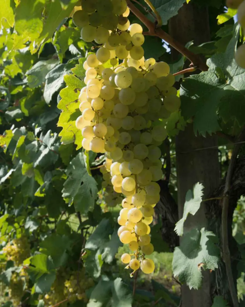 white-grape-prosecco-area.webp