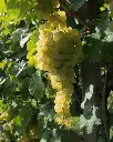 white-grape-prosecco-area.webp