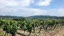 private-small-carpathian-wine-discovery-winery-vineyards-visit.webp