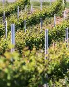 organic-vineyards-lombardy-italy.webp