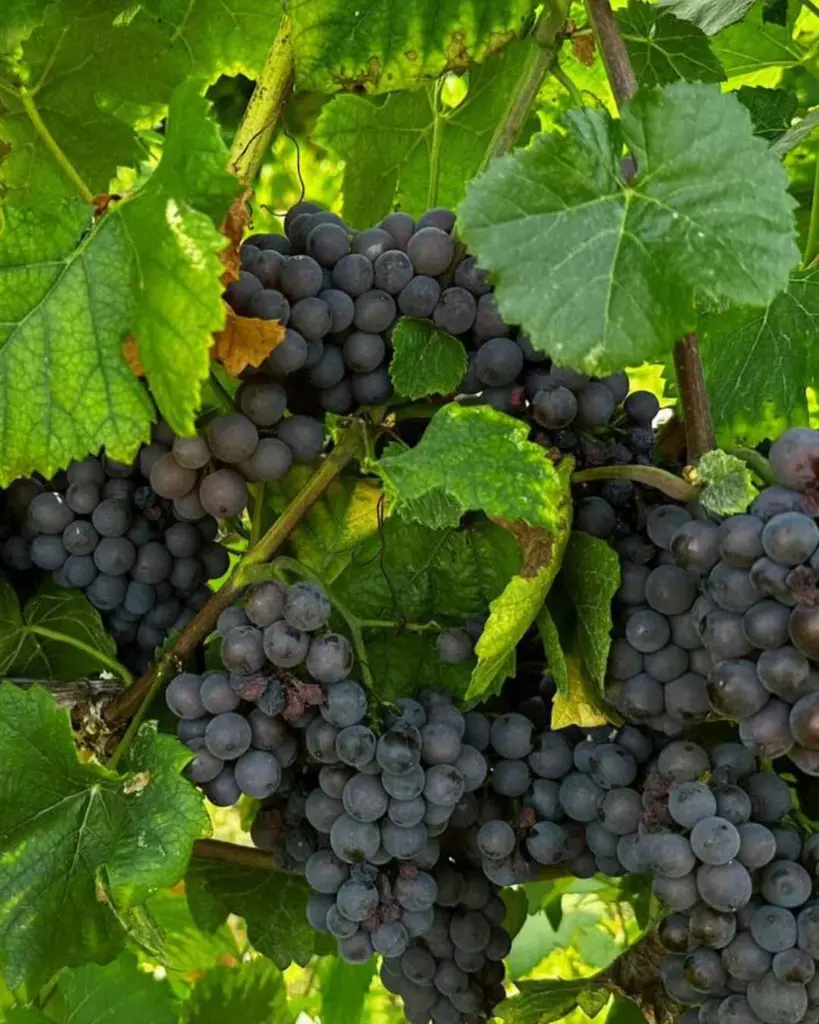 organic-grape-la-piotta-italy.webp