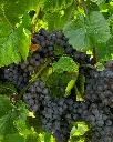 organic-grape-la-piotta-italy.webp
