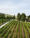 boutique-winery-urbino-italy.webp