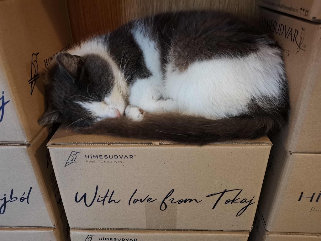 Himesudvar - Classic wine tasting in Tokaj