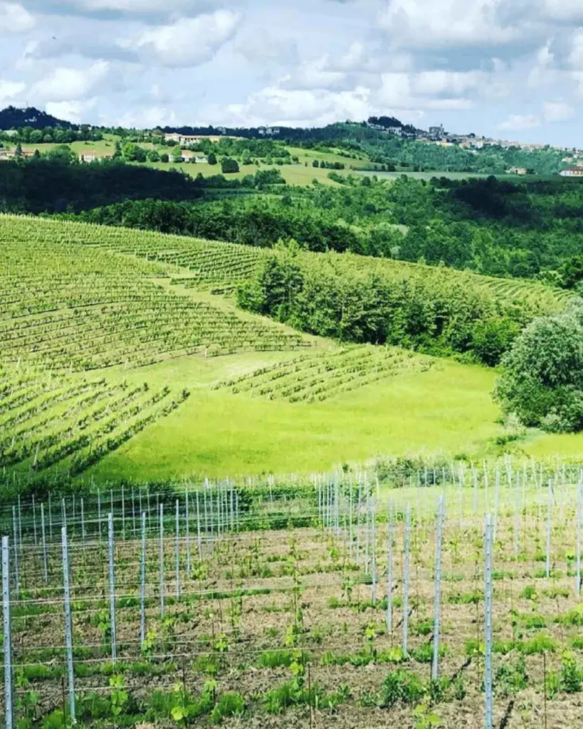 vineyards-piedmont-italy.webp