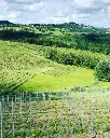 vineyards-piedmont-italy.webp