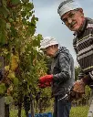 harvest-roggero-vini-piedmont.webp