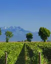 vineyards-de-stefani-winery-venice-italy.webp
