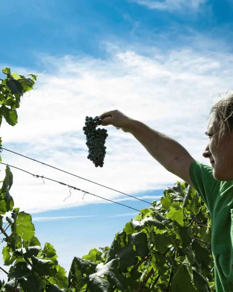grapes-tenuta-belguardo-italy-tuscany.webp