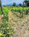 organic-vineyards-fattoria-sardi-tuscany.webp