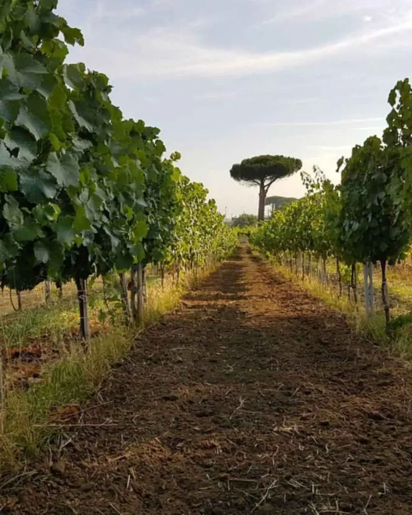 vineyards-dino-limiti-winery-rome.webp