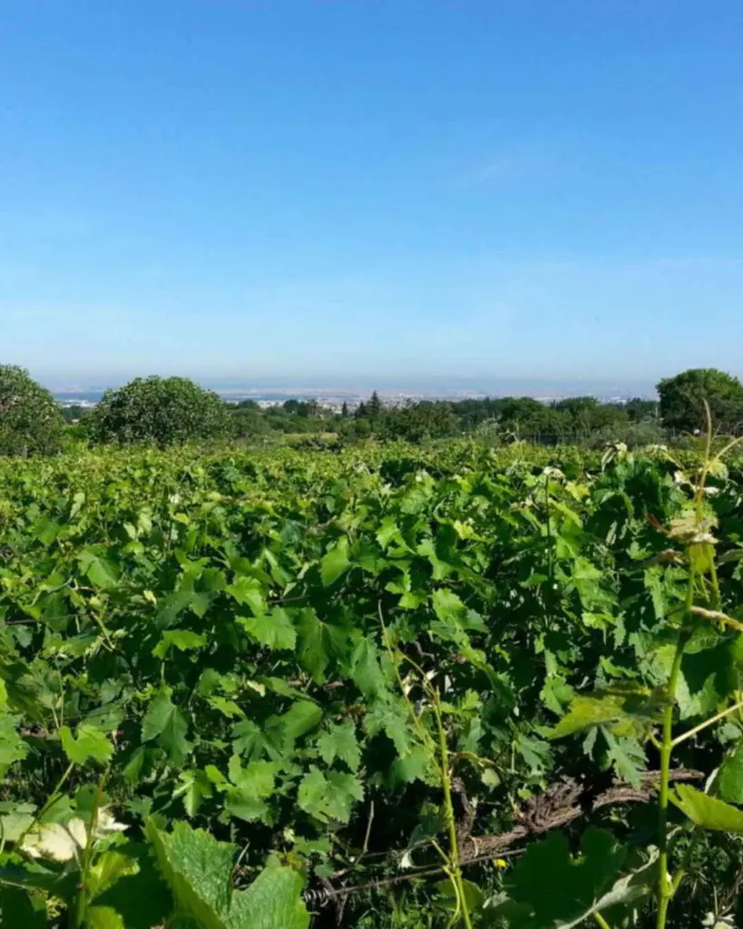 vineyards-near-rome.webp