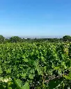 vineyards-near-rome.webp