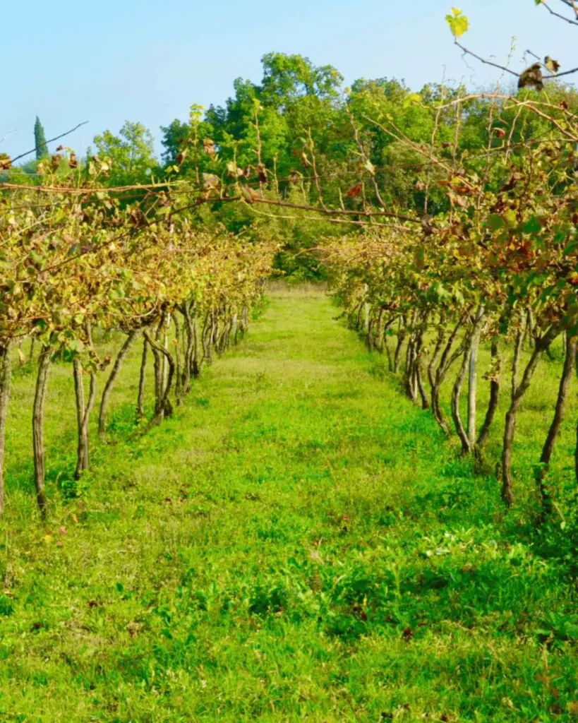 vineyards-vicenza-veneto-italy.webp
