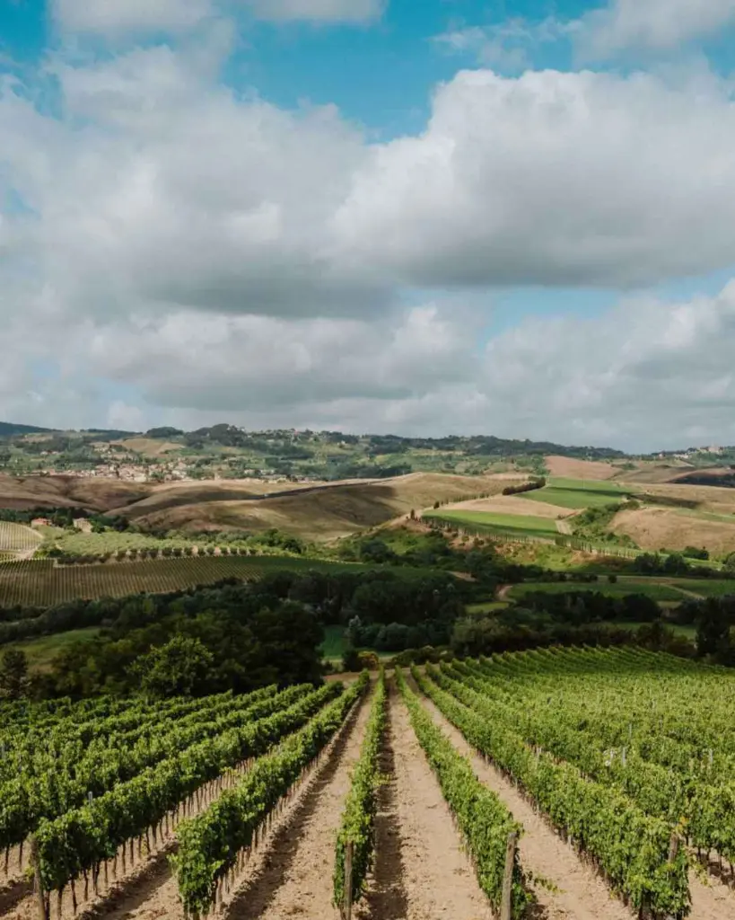vineyards-tuscany-pisa.webp