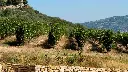 umbria-perugia-italy-vineyards.webp