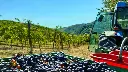 grape-harvest-near-bologna.webp