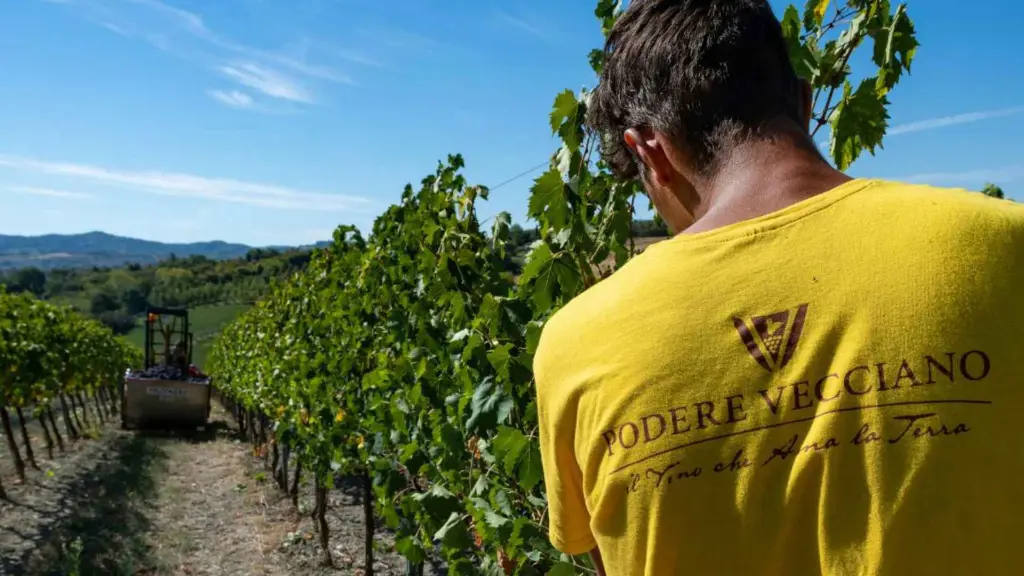 podere-vecciano-vineyard-italy.webp