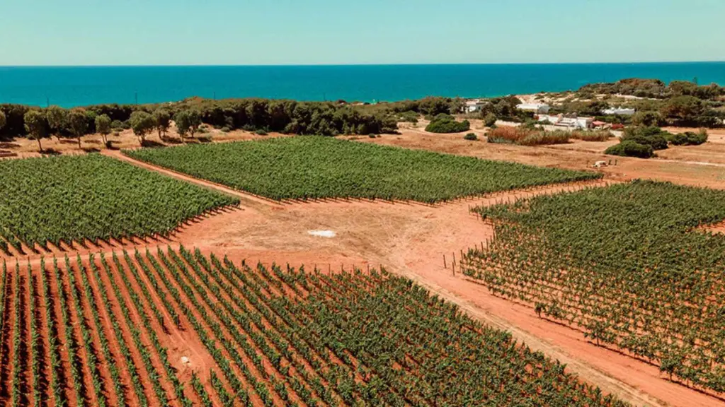 vineyards-italy-apulia.webp