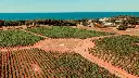 vineyards-italy-apulia.webp