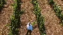 colline-del-vento-sardinia-vineyard.webp