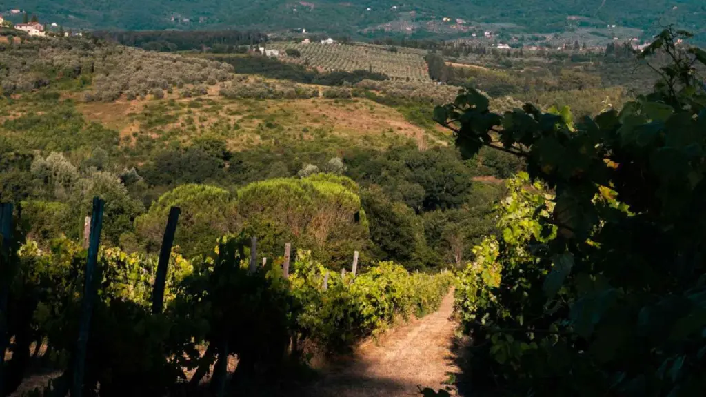 podere-ema-vineyard-walk-tuscany.webp