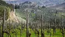 tuscan-landscape-altiero-winery.webp