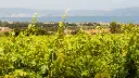cantine-nuraghe-antigori-vineyards-sardinia.webp