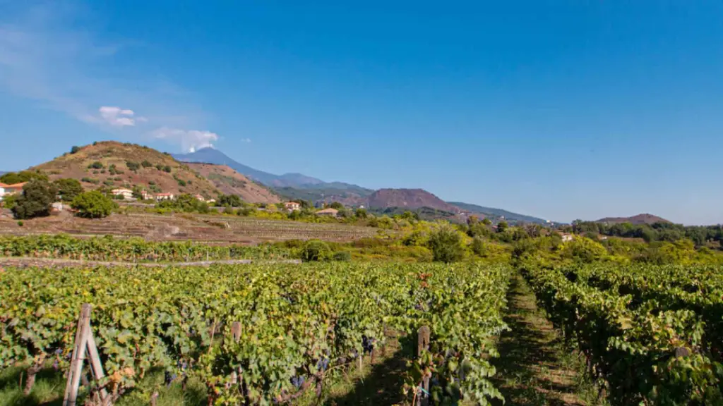 terra-constantino-vineyards-sicily.webp