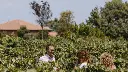 terra-constantino-vineyard-visit-sicily.webp