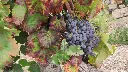 cantina-mulleri-sardinian-grape.webp