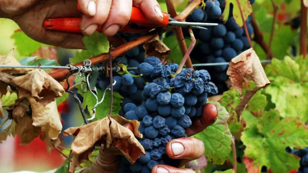 cantine-colonne-grape-harvest-italy.webp