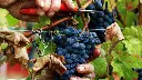 cantine-colonne-grape-harvest-italy.webp