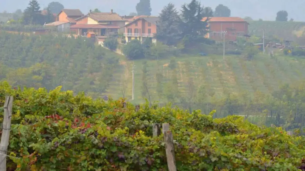 cantine-colona-vineyards-piedmont-italy.webp